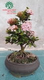CÂY HOA MẪU ĐƠN TA (TRUYỀN THỐNG)