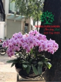 Hoa Lan