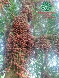 Cây Dâu Da Đất