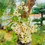 Hoa Lan