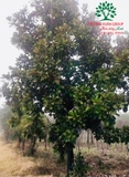 Cây Sen Đất