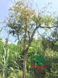 Cây Bồ Quân