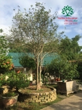 CÂY HOA MỘC HƯƠNG