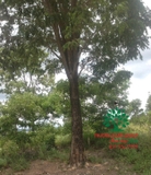 Cây Giáng Hương
