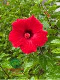 HOA DÂM BỤT