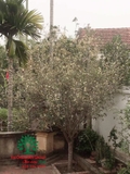 CÂY HOA MỘC HƯƠNG