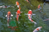 Hồ cá Koi 51