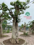 CÂY DUỐI