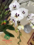 Hoa Lan