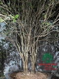 CÂY HOA MỘC HƯƠNG