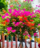Hoa Giấy