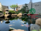 HỒ CÁ KOI 41