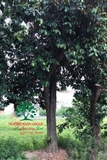 Cây Vú Sữa