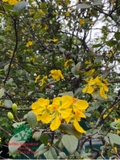 CÂY MAI TỨ QUÝ