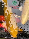 Hồ cá Koi 35