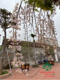 Hoa Lan
