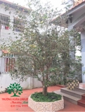 CÂY HOA MỘC HƯƠNG