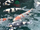 Hồ cá Koi 48