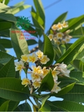 Cây Đại