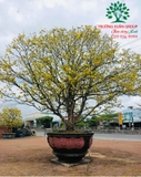 CÂY HOA  MAI VÀNG
