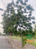 CÂY SƯA