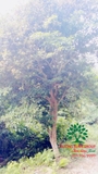 Cây Dâu Da Đất