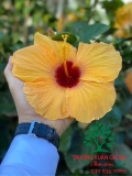 HOA DÂM BỤT