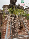 Hoa Lan