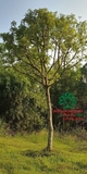 Cây Lộc Vừng