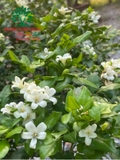 Cây Hoa Nguyệt Quế