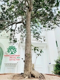 CÂY HOA MỘC HƯƠNG