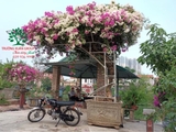 Hoa Giấy