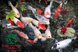 Hồ cá Koi 53