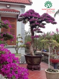 Hoa Giấy