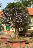 CÂY NHÀI NHẬT