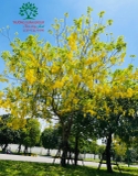 CÂY MUỒNG ANH ĐÀO (HOÀNG YẾN)