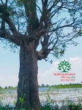 Cây Lộc Vừng