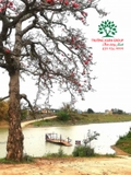 CÂY GẠO