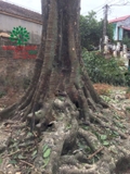 CÂY THỊ