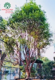 CÂY NHO THÂN GỖ