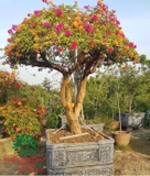 Hoa Giấy