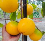 Cây Vú Sữa