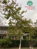 Hoa Giấy