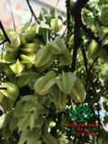 Cây Khế