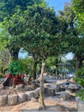 Cây Hoa Nguyệt Quế