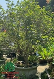 CÂY HOA MỘC HƯƠNG