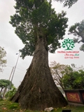 CÂY NHỘI