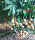 Cây Nhãn