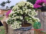 Hoa Giấy