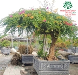 Hoa Giấy